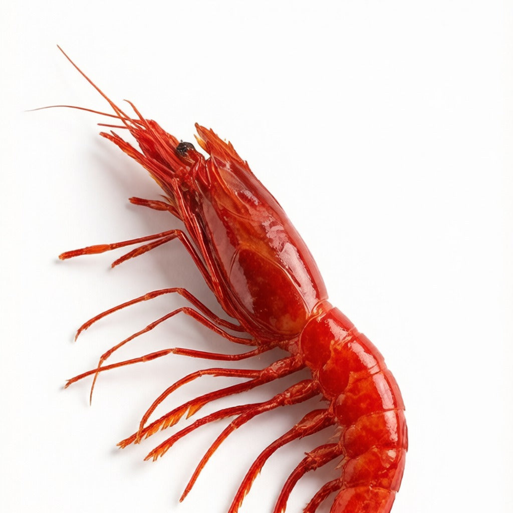 Red Deep-sea Prawn